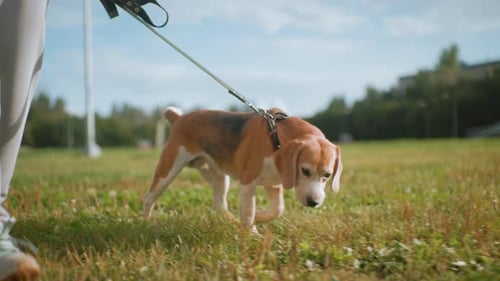 Female Dog Handler Walking Pet Beagle on Grassy Lane During Sunny Day Outdoors