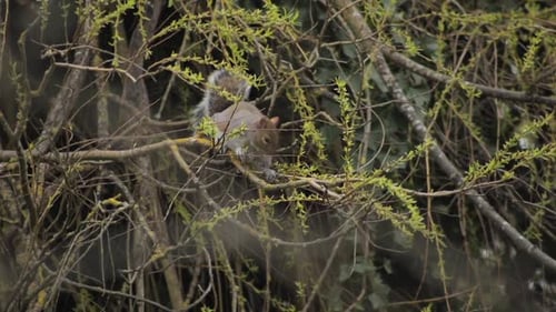 Grey Squirrel Perched On Tree Branch Eating Small Leaves Off Of Branch Daytime Slow Motion Borehamwo