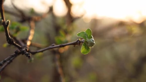 Erste Frühlingsknospen am Apfelbaum im Garten