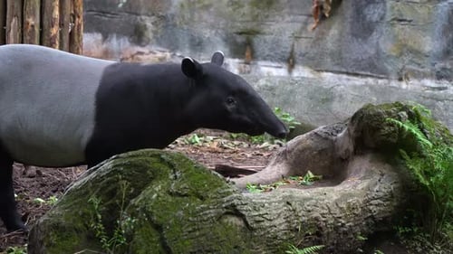 A herbivorous mammal, a hungry Malayan tapir (Tapirus indicus) eating food in the enclosure, close u