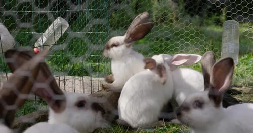 White Rabbits in a pen on a farm