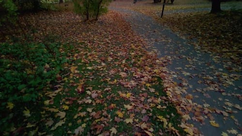 Empty Footpath Covered In Falling Autumn Leaves In Park In Stockholm, Sweden. Tilt-up Shot