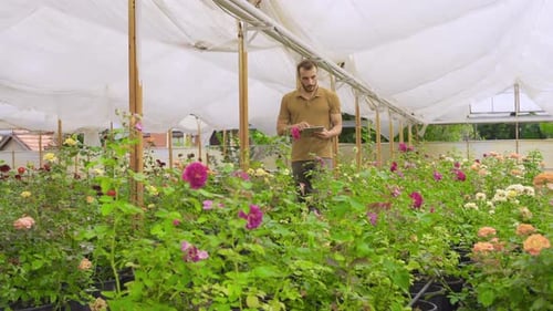 Man With Tablet in Rose Greenhouse