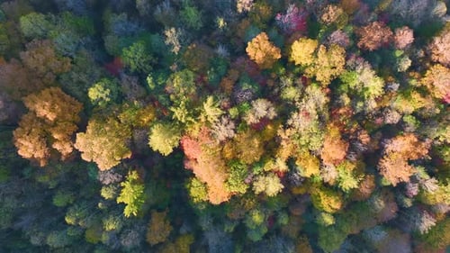 Aerial View of Lush Forest with Colorful Canopies in Autumn Woods on Sunny Day Landscape of Autumnal