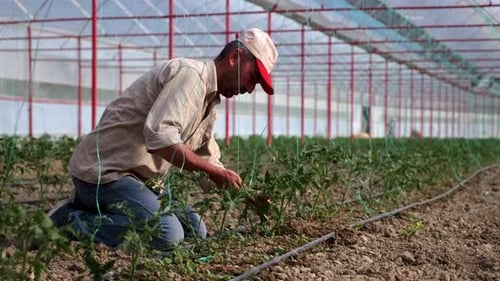 Close Up Of Man Working In Greenhouse