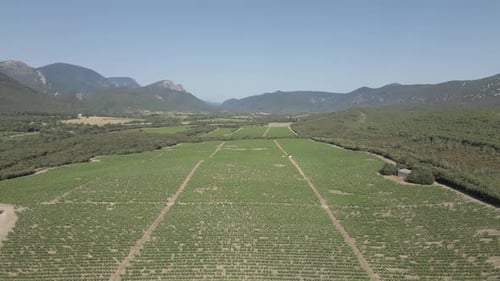 Low flight over green valley vineyard grape vines near French Pyrenees
