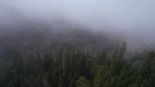 Foggy Spruce Forest