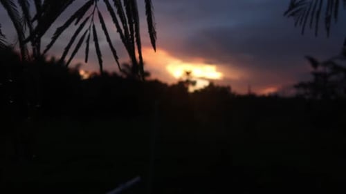 tres ramas con gotas de agua sobre ellas después de un día lluvioso con una hermosa puesta de sol