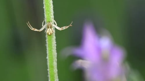 Eine kleine Thomisidae-Spinne, die bereit ist, ihr nächstes Opfer zu überfallen - Nahaufnahme