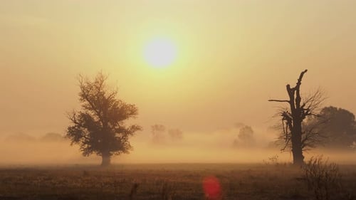 Shot of morning mist over open field at sunrise. Trees in the fog. Magic autumn morning.