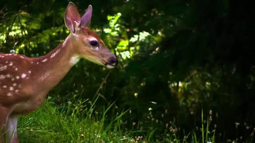 Spotted Fawn Standing in a Grassy Forest