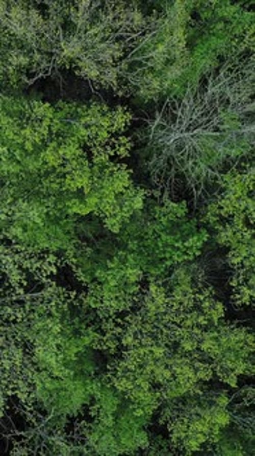 Vertical Woods Tops Background Forest Trees Crowns