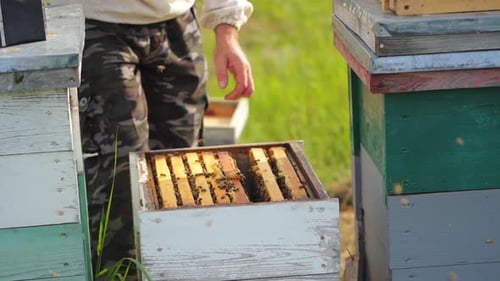 Beerkeeper collects honey on apiary.