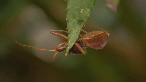 A Common Assassin Bug Clinging On Aloe Vera Leaf - Pristhesancus Plagipennis In Australia - close up