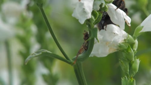 A Lone Bumblebee Flying And Collecting Pollen On The Crystal Peak White Obedient Plant In The Garden