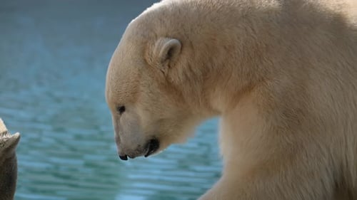 Wildes Eisbärenjunges erkundet im Morgenlicht im Nationalpark in der Nähe von Wasser