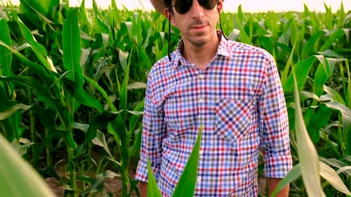 Farmer in a Corn Field Selective Focus