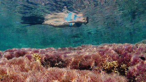 Woman Swims Underwater in the Tropical Sea and Slowly Moves Over the Vivid and Pink Coral Reef with