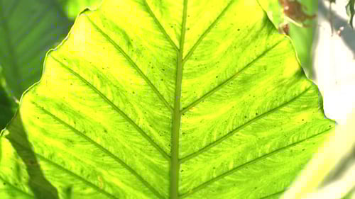 Tilt shot of giant leaf in jungle
