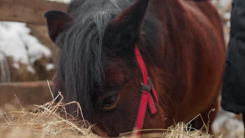 Brown Horse Eating Hay in a Pen