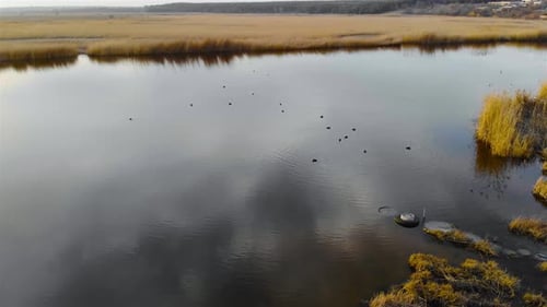 Drone Slowly Flies Over Flock of Ducks Swim and Dive Into Water with Their Heads in Pond Near