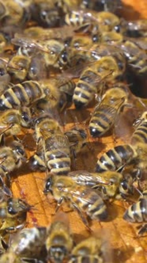 Pantalla vertical: abejas melíferas en colmena