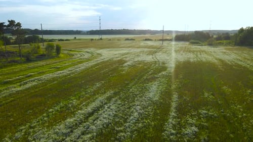 Aerial view of a white flower covered meadow or farm field during a sunny sunset summer day time.