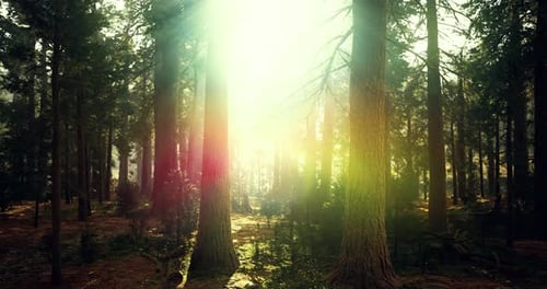 Sunlight Filtering Through Tall Trees in a Serene Forest Setting