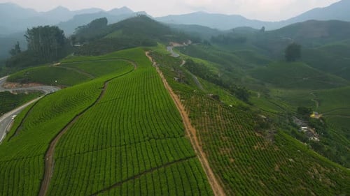 Vue aérienne par Drone du terrain en haute altitude de Munnar entouré de vastes plantations de thé
