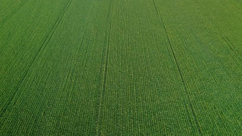 Aerial drone forward moving shot of cinematic endless green grain field drone with symmetric wheat p