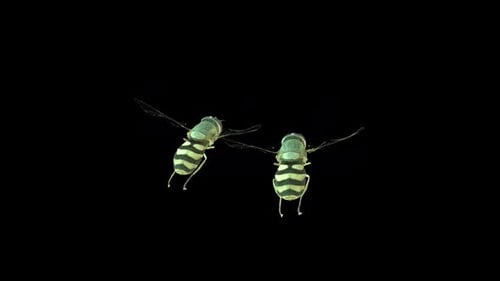 Two Syrphus Ribesii Flying