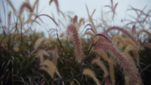 Close Up View of Wind Blows on Purple Fountain Grass