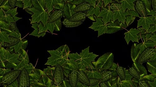 Leaves Fast Transition Alpha Channel Maple Leaves Are Rotating Twirling Spinning Fall Leaf Overlay