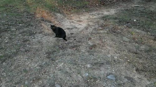 Black Cat Sits and Walks Outdoors