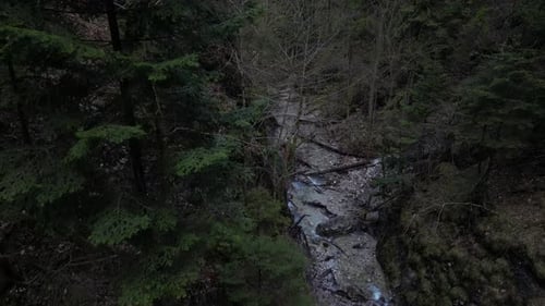 High Angle View of Dense Forest with a Stream Running Through It Slovakia