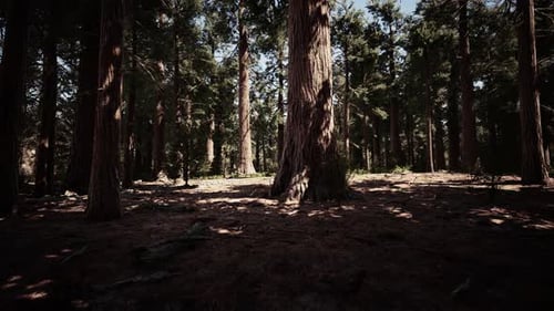 Classic View of Famous Giant Sequoia Trees