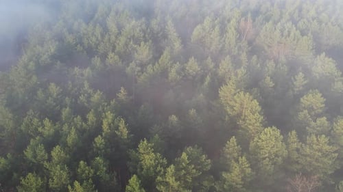 Very Foggy Forest Top View