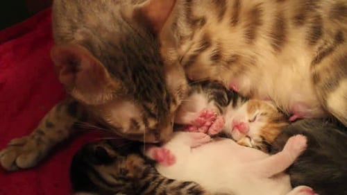 Bengal Mother Cat Grooming Kittens