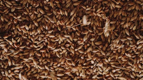 Grains Poured Over Bed of Wheat Seeds