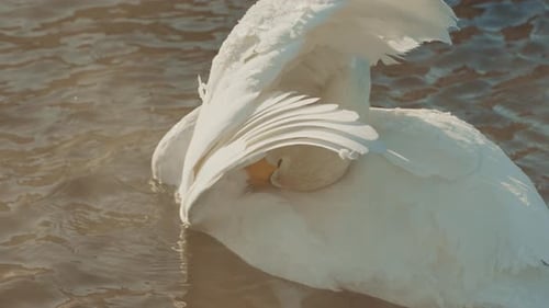A Graceful Swan Preening Feathers in a Sunlit Lake During Morning Hours