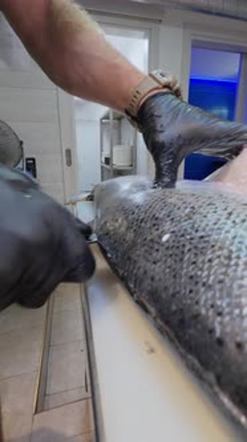 Chef Slices Salmon in Restaurant Kitchen