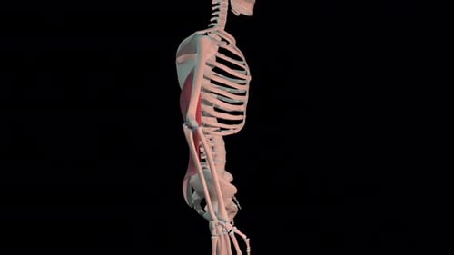 La anatomía del músculo dorsal ancho humano se mueve según el modelo del sistema esquelético