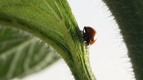 Macro View of Ladybug Sitting on Sunflower Leaves in Field Beautiful Bugnature