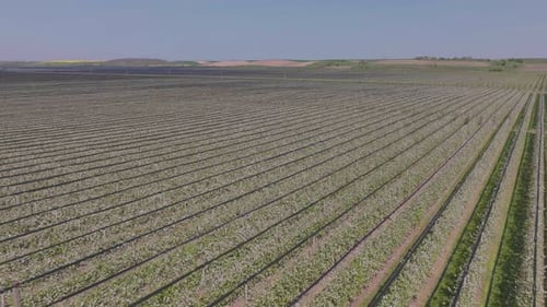 Vue aérienne des vergers de pommiers en fleurs