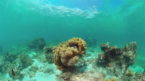 Coral Reef and Tropical Fish Philippines