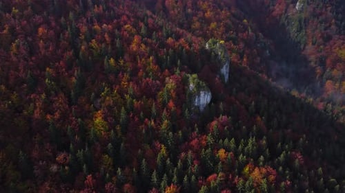 Aerial Drone View Over Autumn Forest of the Carpathian mountainsColorful Trees in the Wood