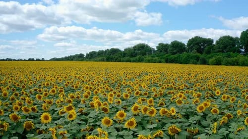 Blütezeit der Sonnenblumen. Sommerlandschaft mit Sonnenblumen