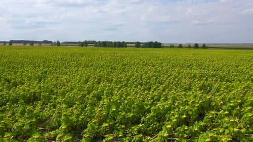 Sommerlandschaft mit Sonnenblumen