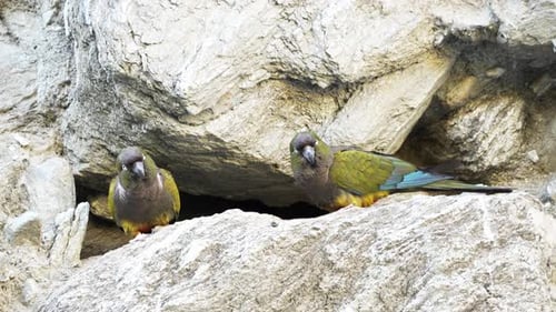 Curious parrots looking at camera from their nest entrance in a cave. Slow-motion, 4k. Burrowing par