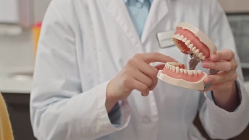 Dentist Holding Dentures Model in Medical Office